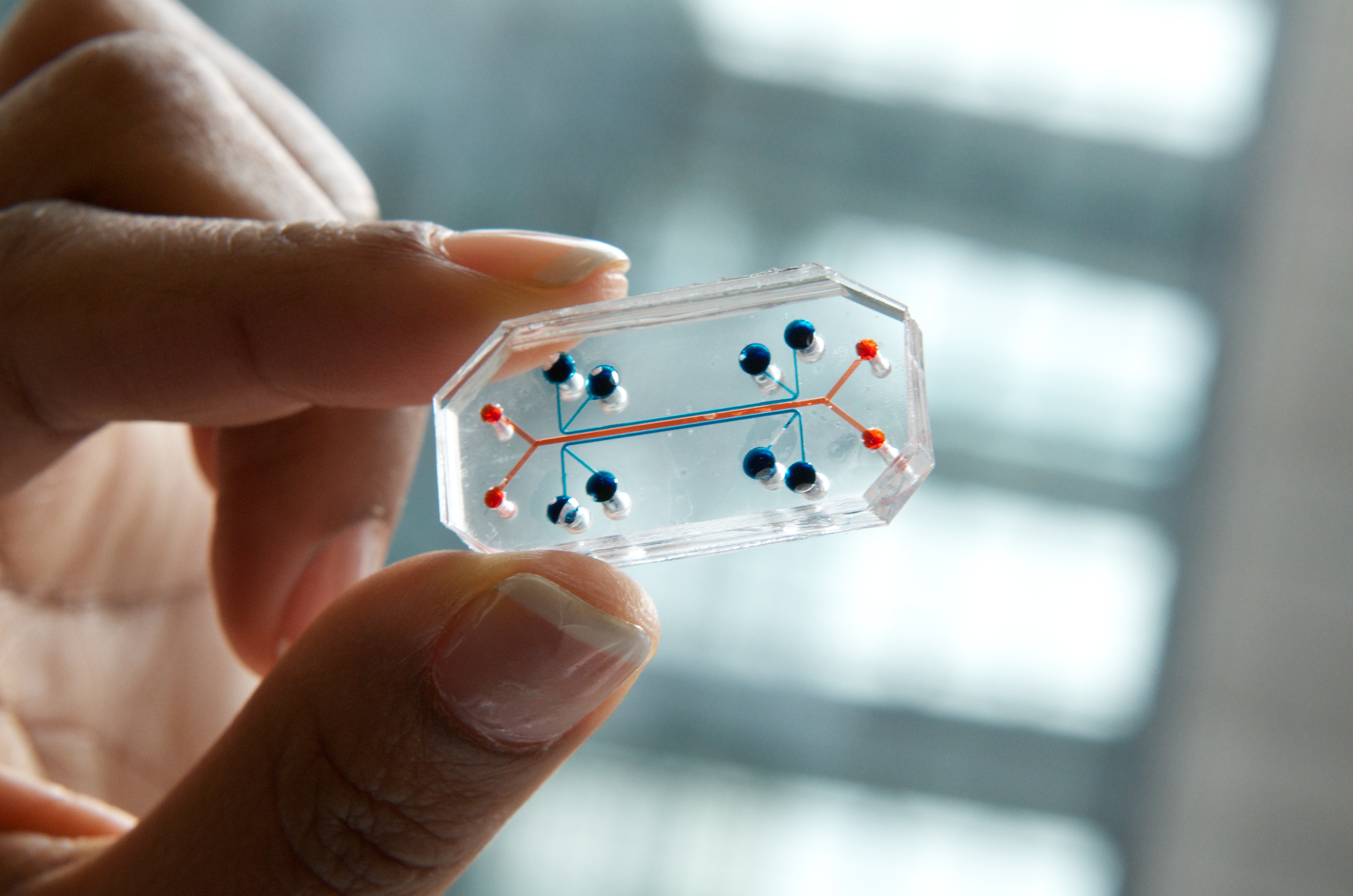 Wyss Institute lung-on-a-chip 057